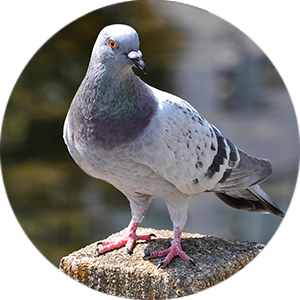 鳩を駆除・撃退・退治してもよいのか?